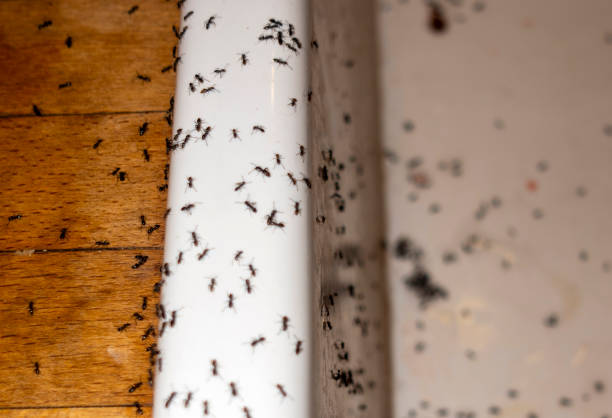 Best Flea Control Services  in Crestwood, KY